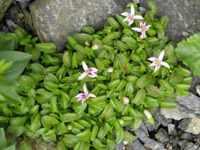 Lobelia oligophylla